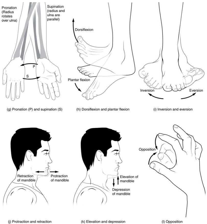 Dorsiflexion and Plantar Flexion - Knowlative