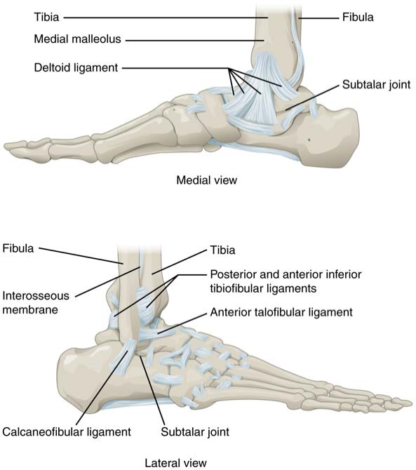 Dorsiflexion and Plantar Flexion - Knowlative